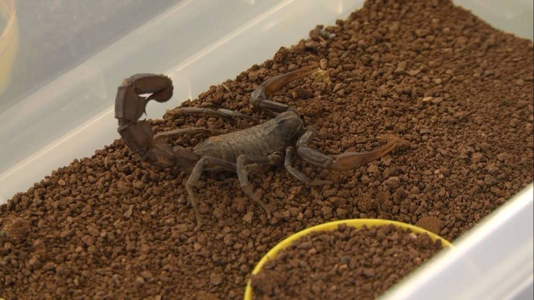 Çiftlikte üretip dünyanın dört bir yanına satıyor! Sadece 1 gramı bile küçük bir servet değerinde 1